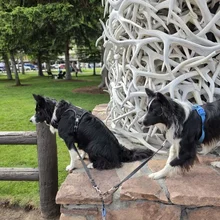 Two black and white dogs wearing harnesses standing and sitting on a stone ledge next to a large sculpture made of white intertwined antlers in a park